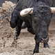 Imagen para el artículo titulado El hombre que controló la mente de un toro con un mando a distancia